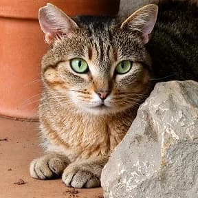 HENAR, ABANDONADA EN UNA COLONIA, female Mixed Breed for adoption at Amigos X Los Animales