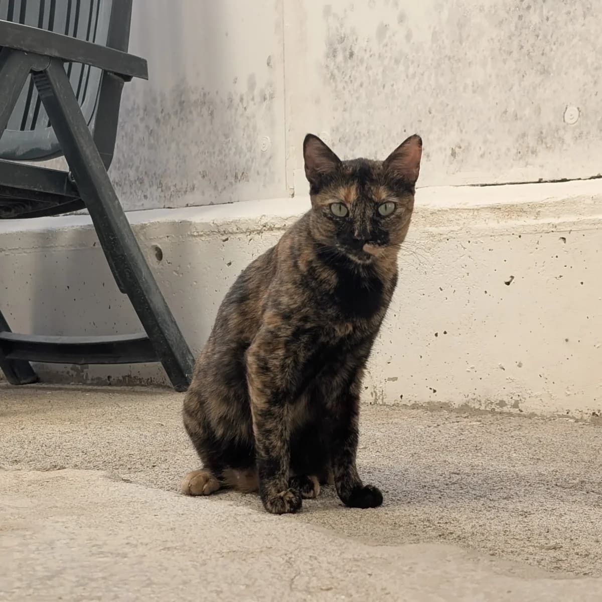 Amapola, una, female European Shorthair for adoption at Amara