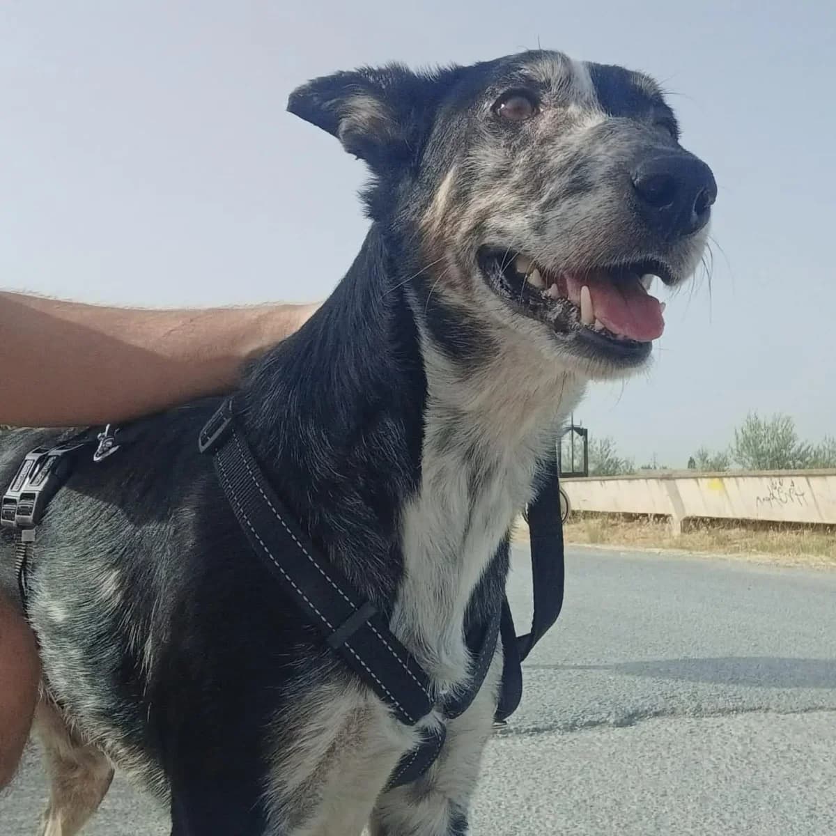 Ani, una, female Mixed Breed for adoption at Amara