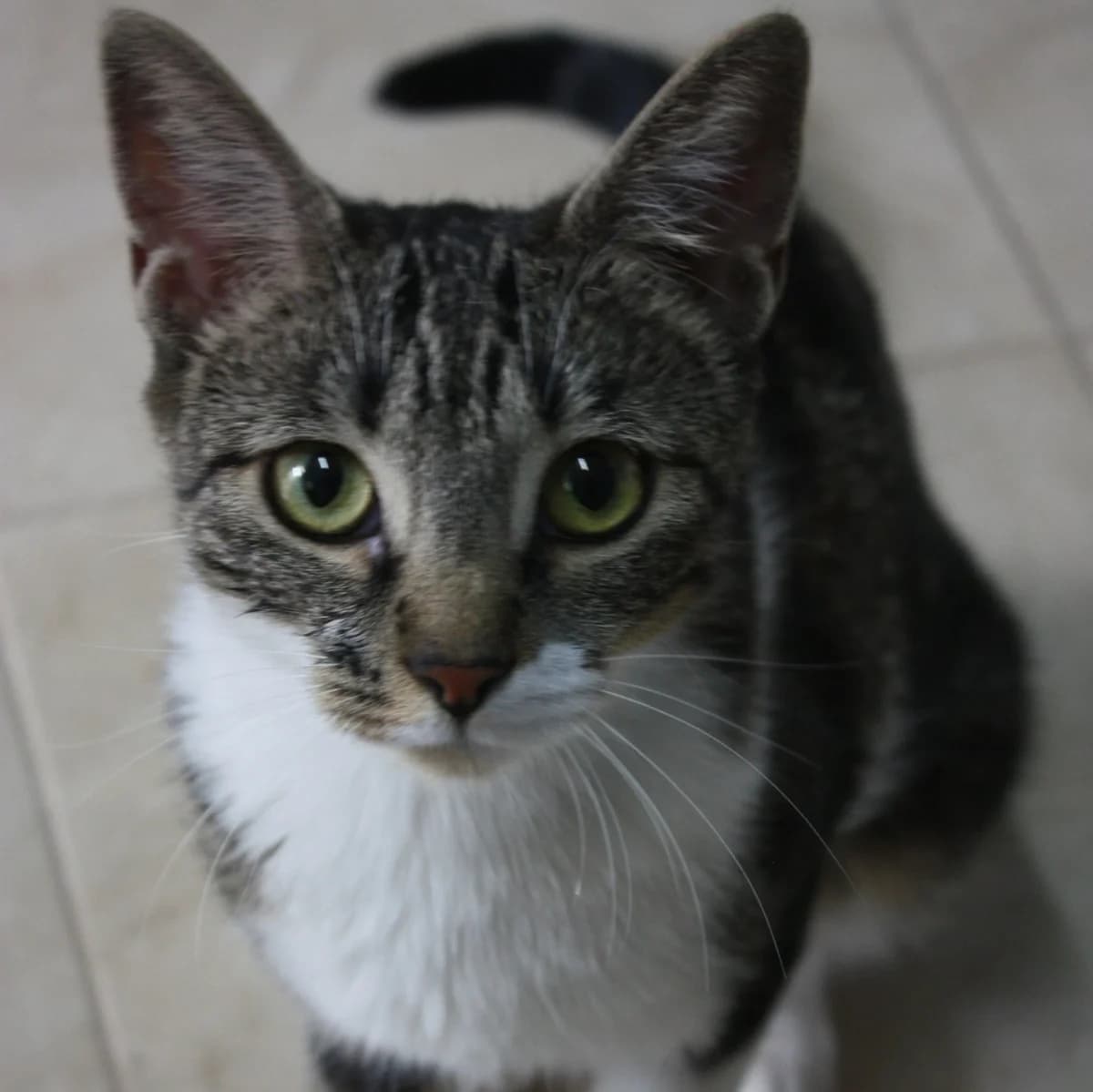 Bambi, gata, female Mixed Breed for adoption at Amara