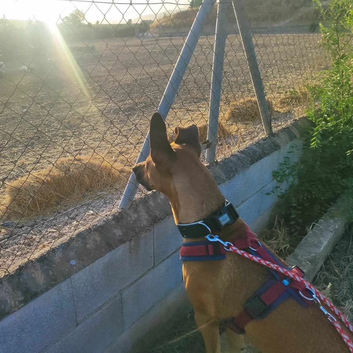 Joven, female mixed breed for adoption at Amara