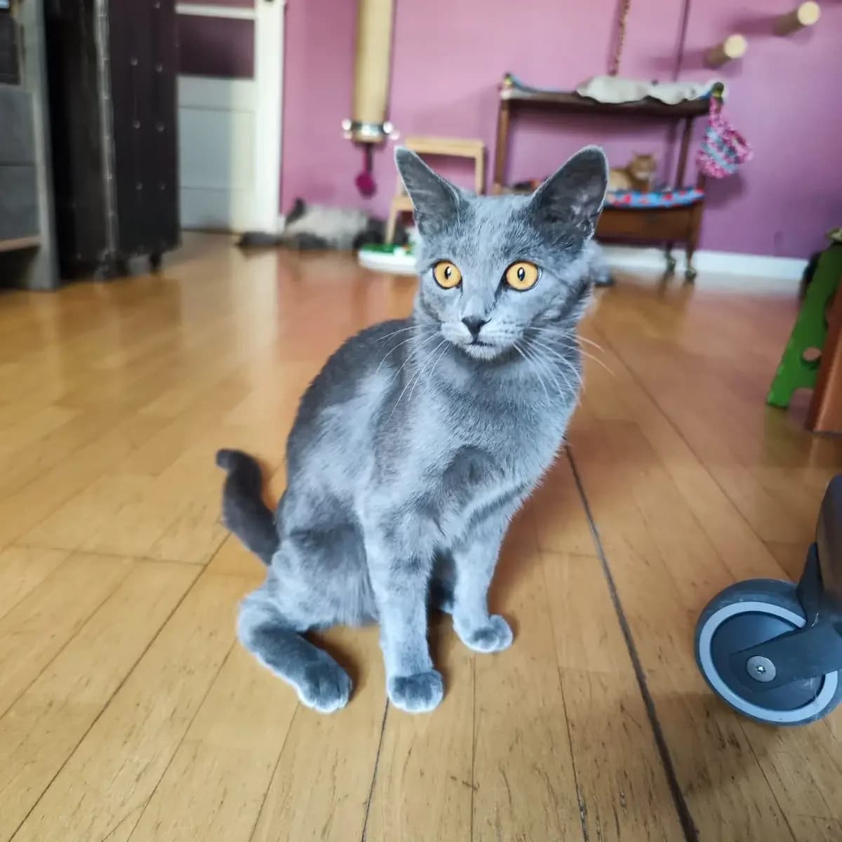 Blue, un, male Russian Blue for adoption at Amara
