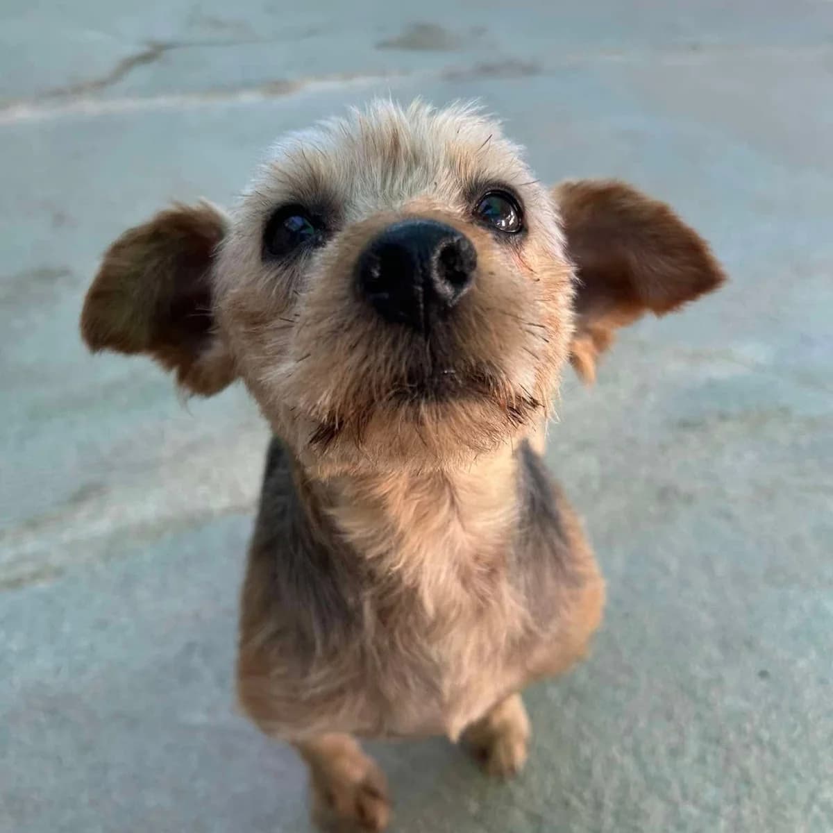 Perro pequeño, male Mixed Breed for adoption at Amara