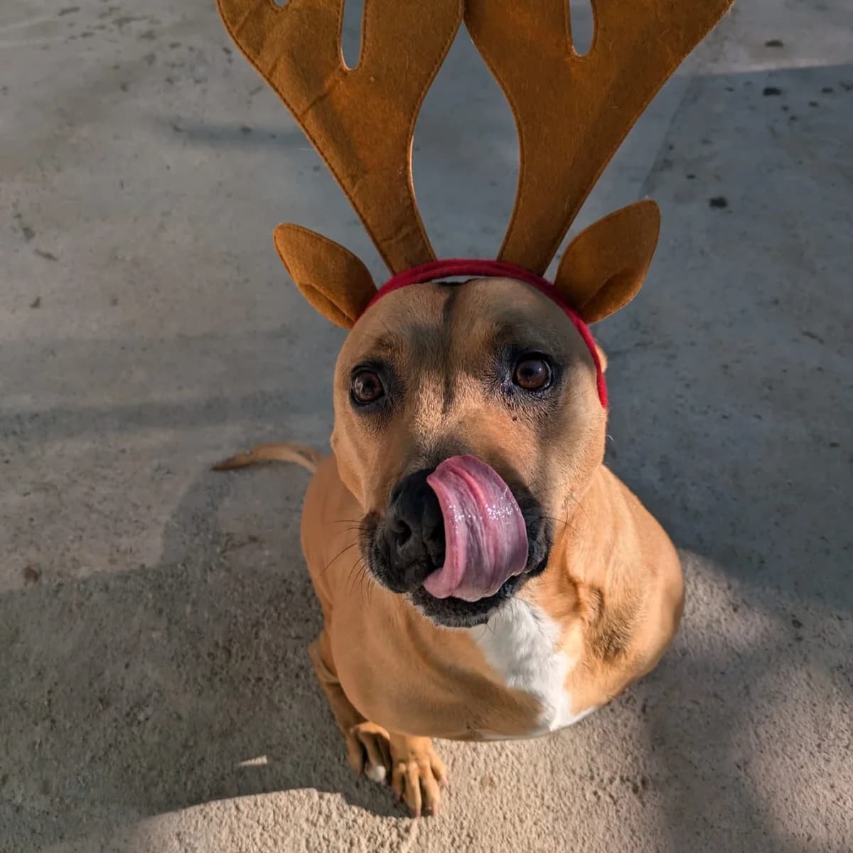 Boop, perro, male Staffordshire Bull Terrier for adoption at Amara