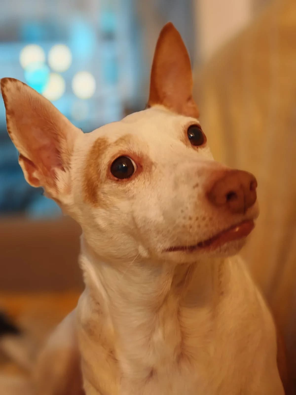 Buddy, un, male Podenco for adoption at Amara