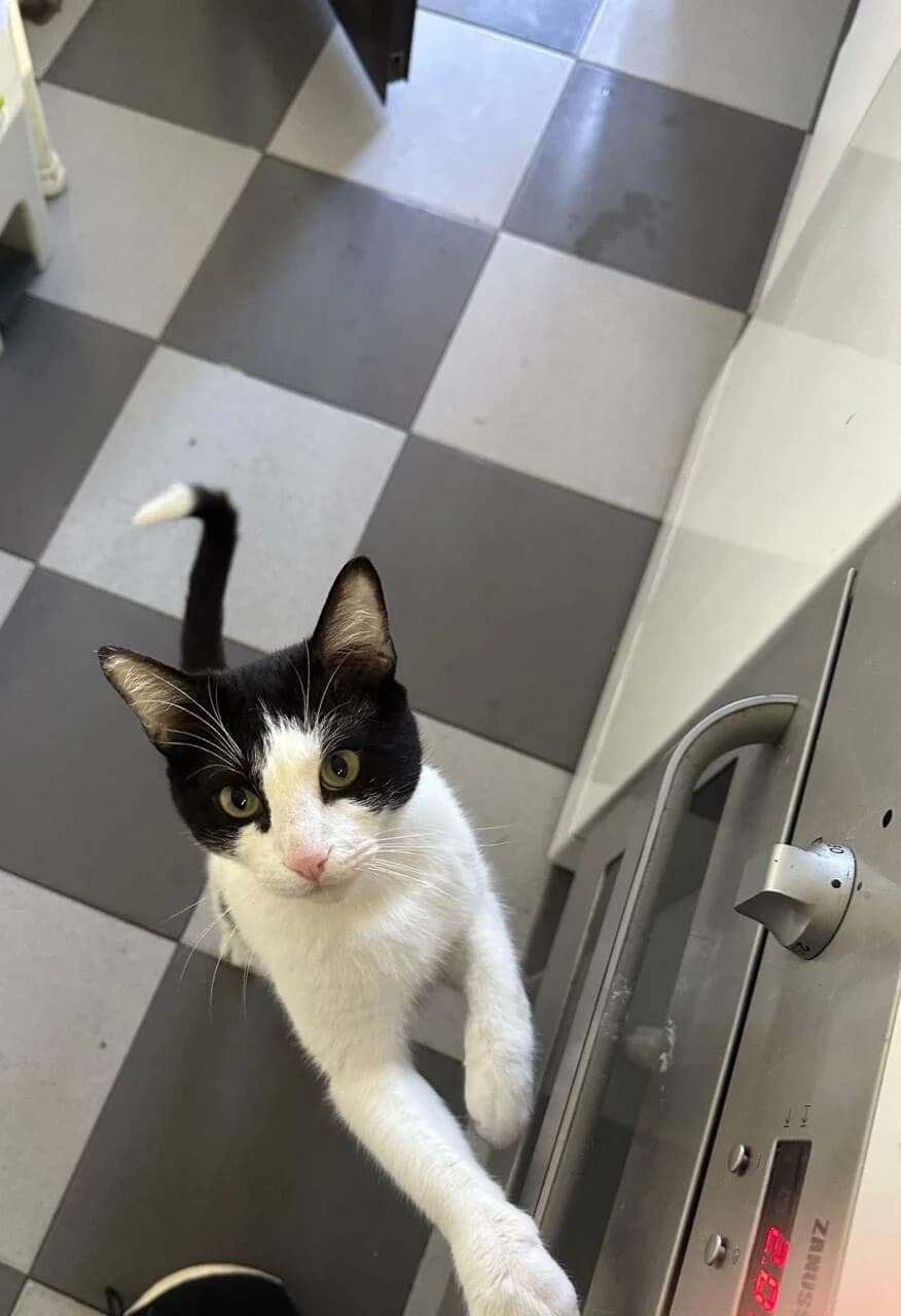 Activo, male European Shorthair for adoption at Amara