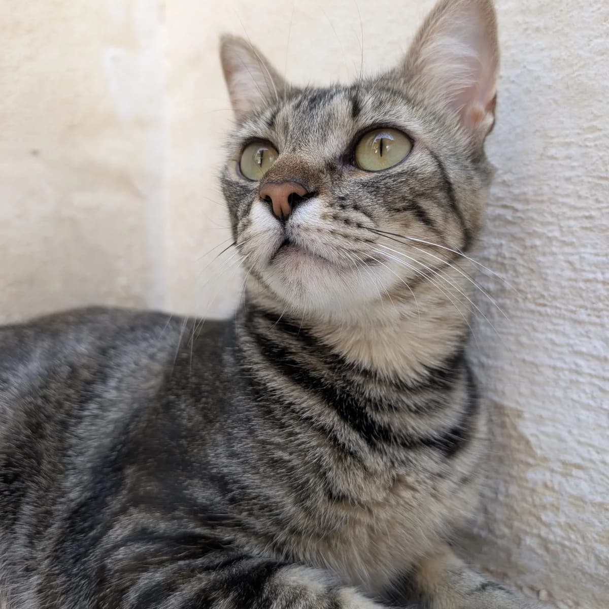 Joven, female European Shorthair for adoption at Amara
