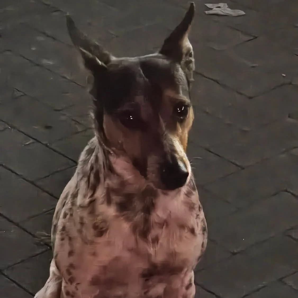 Perro, male Mixed Breed for adoption at Amara