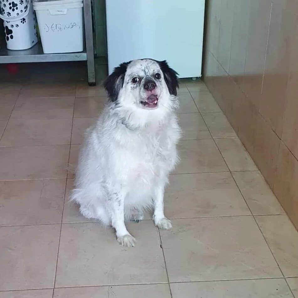Cosco, male Mixed Breed for adoption at Amara