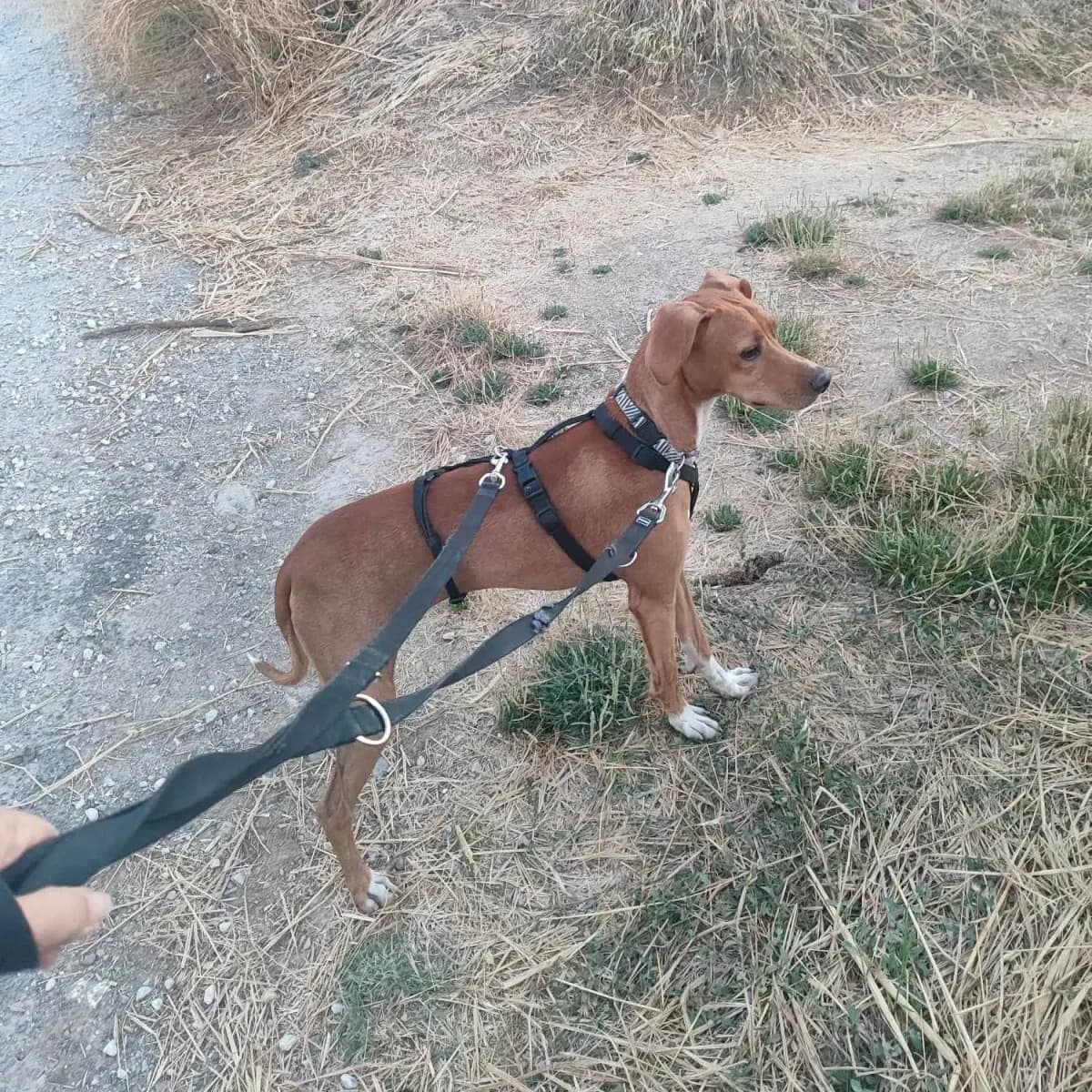 Curro es, male Mixed Breed for adoption at Amara