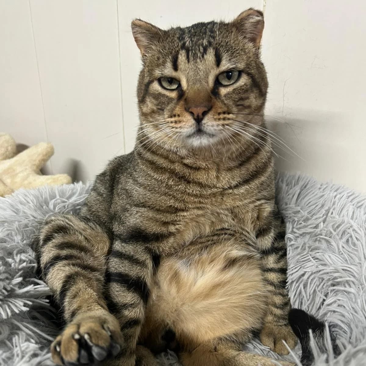 Gato, male European Shorthair for adoption at Amara