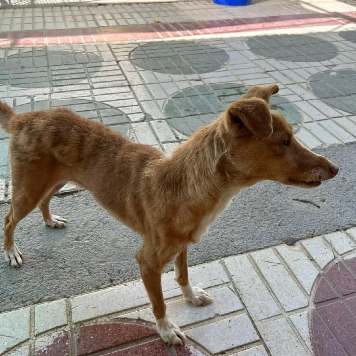 Elva es, female senior Mixed Breed for adoption at Amara