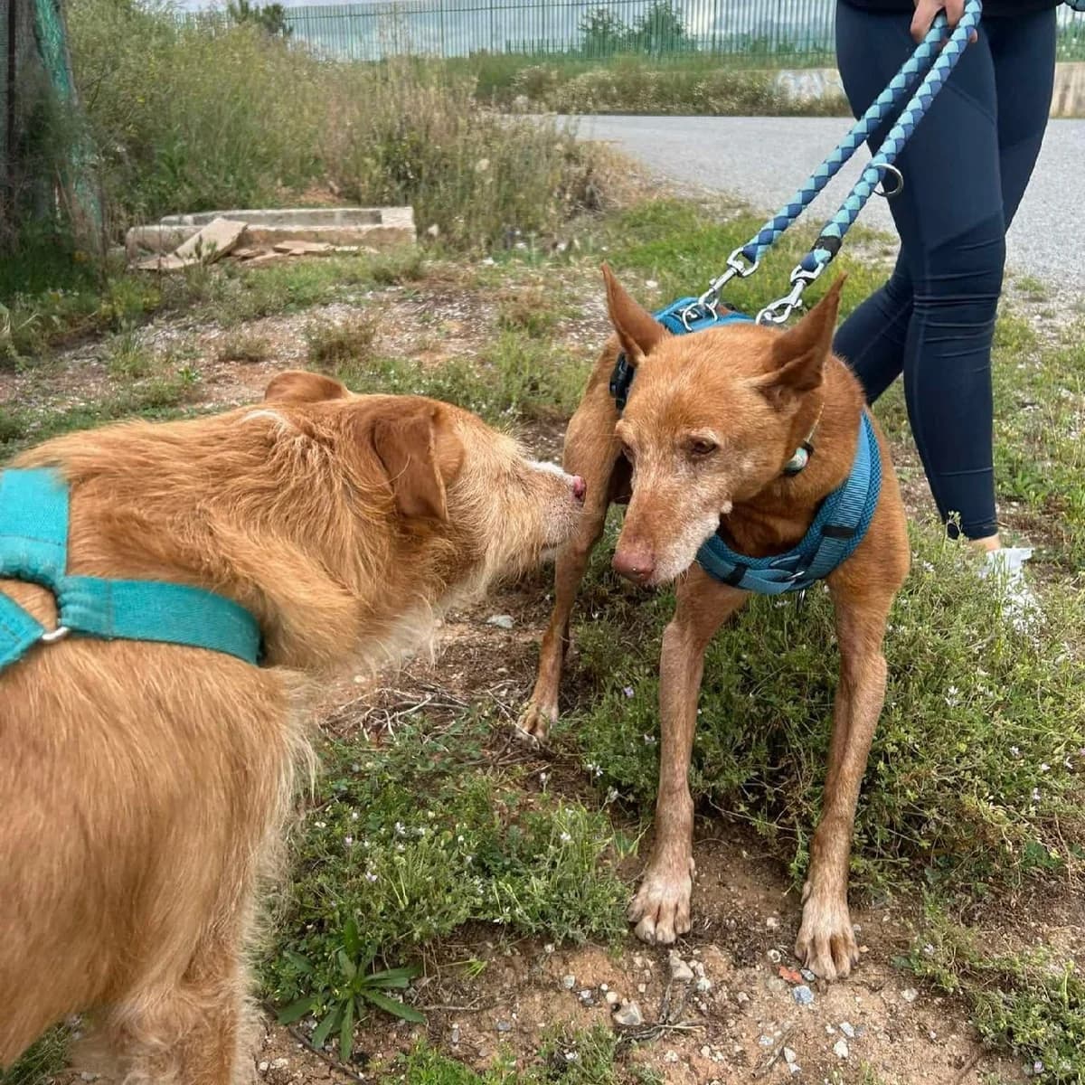 Perro senior, male senior Mixed Breed for adoption at Amara