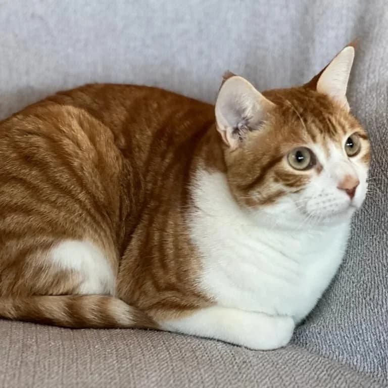 Finki y, male 5yo Mixed Breed for adoption at Amara