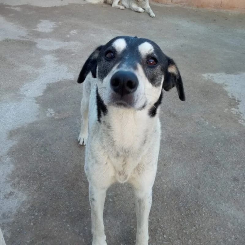 Finn, perro, male Mixed Breed for adoption at Amara