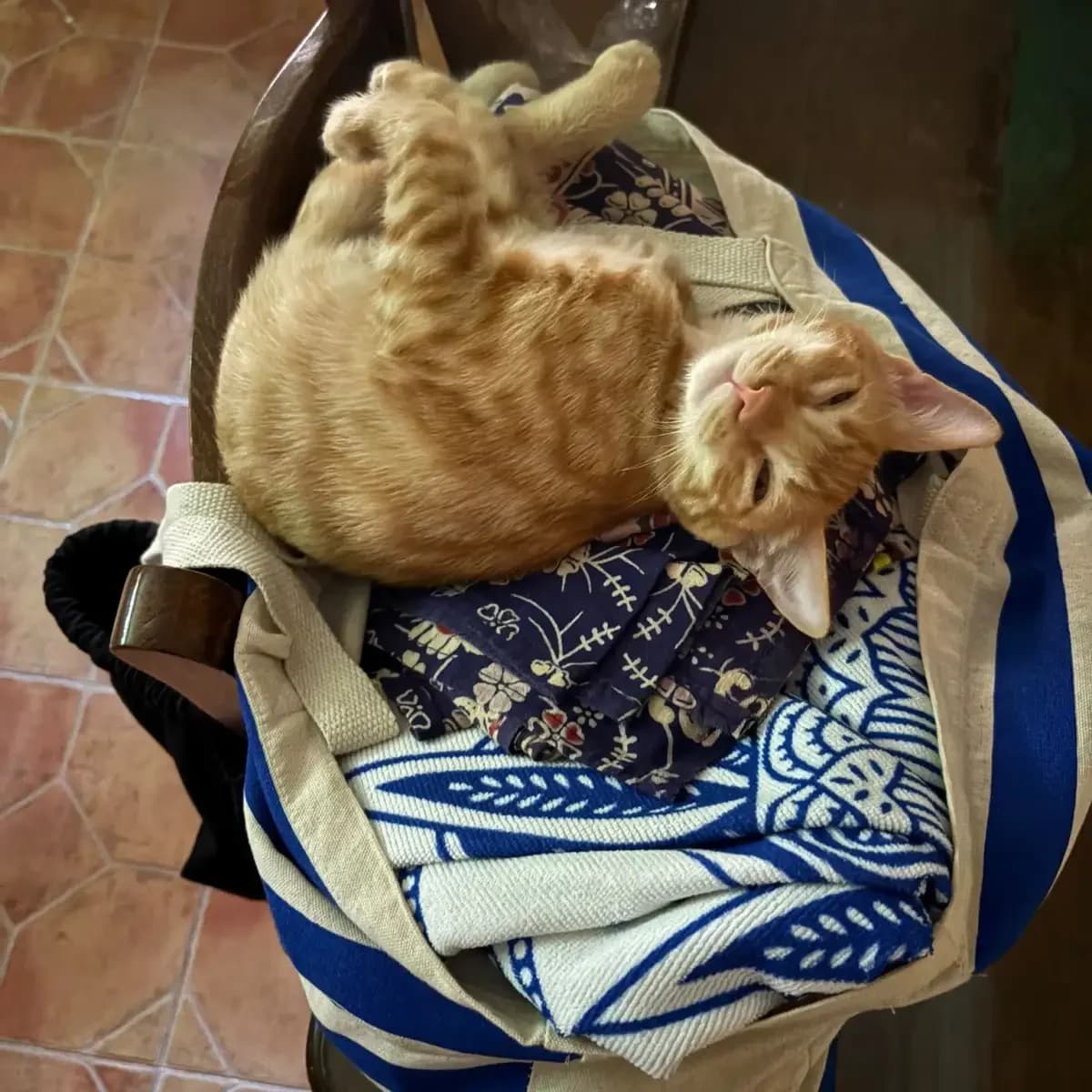 Gaspy, gatito, male puppy European Shorthair for adoption at Amara