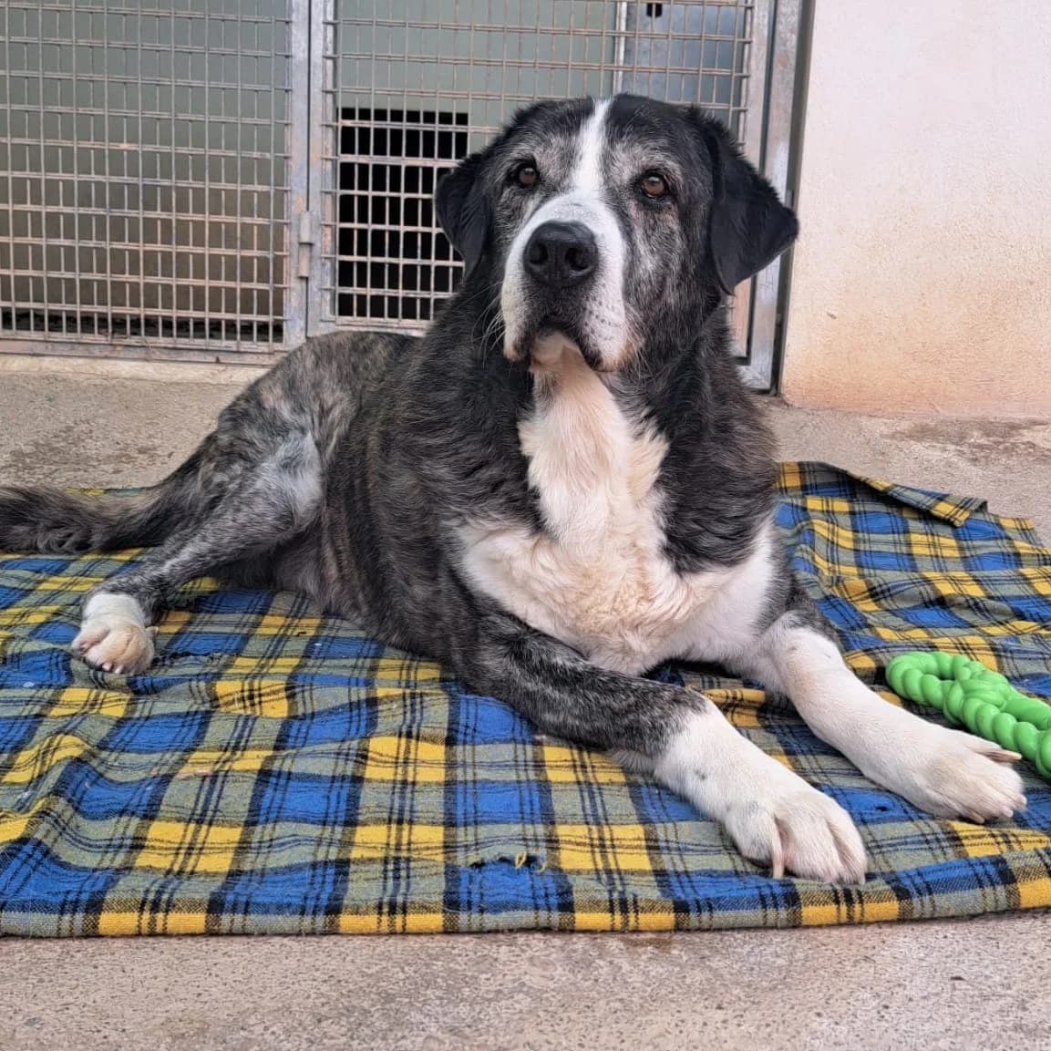 Goliat, male mixed breed for adoption at Amara