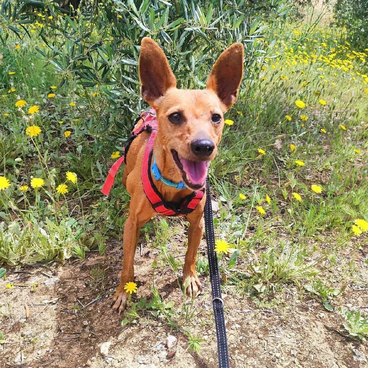 Perro pequeño, male Mixed Breed for adoption at Amara