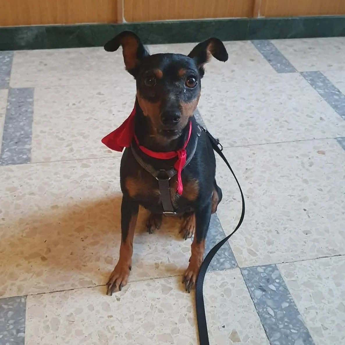 Tranquila, female Mixed Breed for adoption at Amara