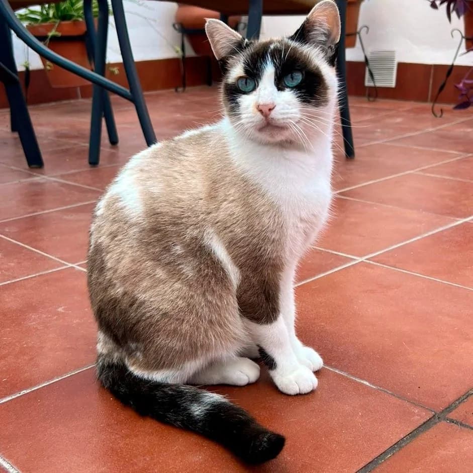 Julieta, female young European Shorthair for adoption at Amara