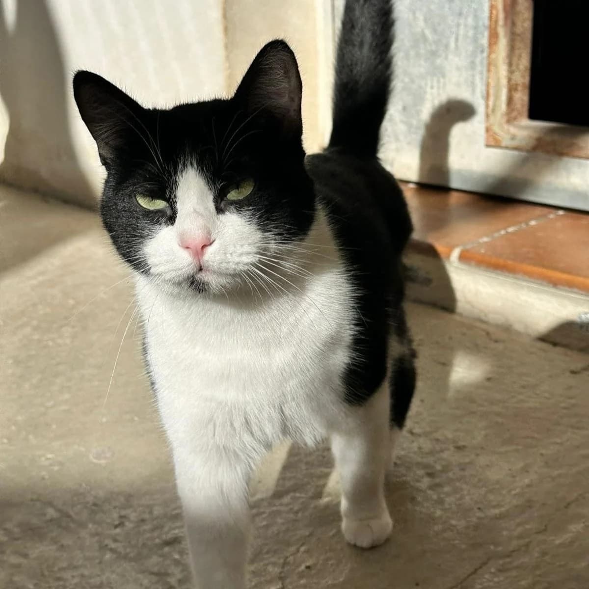 Kiko, gato, male European Shorthair for adoption at Amara