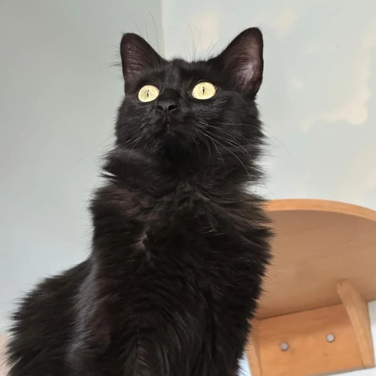 Kirilla, gata, female Mixed Breed for adoption at Amara