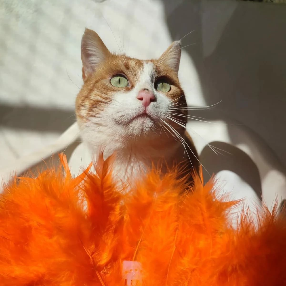 Leo, male Mixed Breed for adoption at Amara