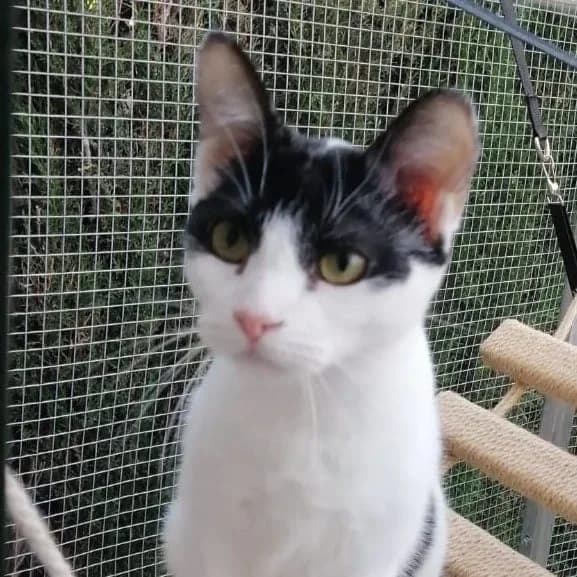 Sociable, female European Shorthair for adoption at Amara