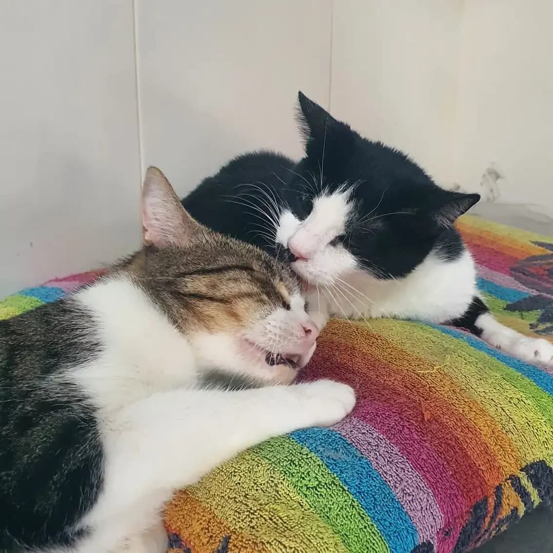 Luna y, female European Shorthair for adoption at Amara