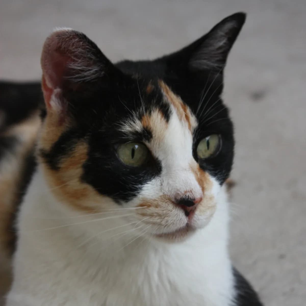 Mako, gata, female Mixed Breed for adoption at Amara
