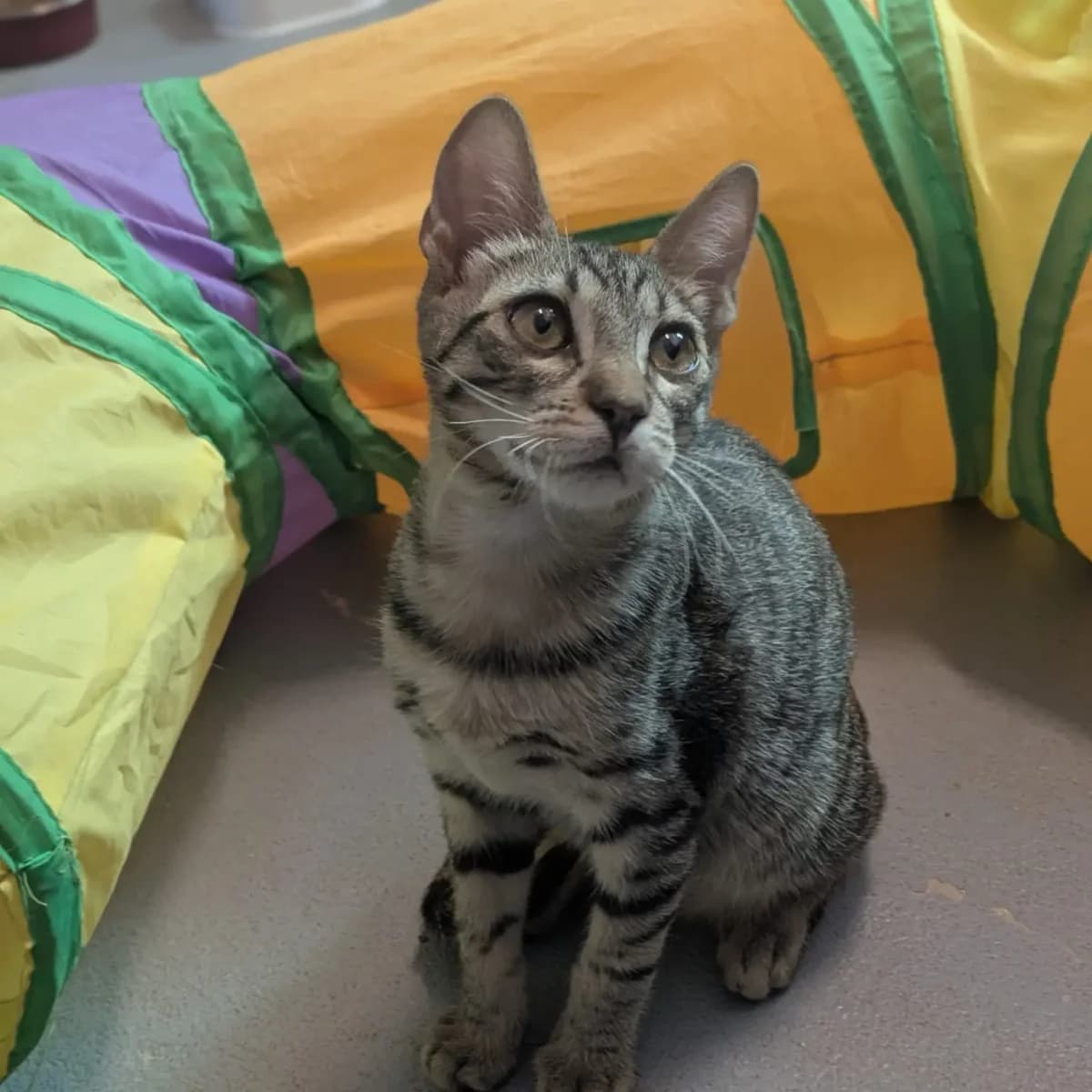 Juguetón, male European Shorthair for adoption at Amara