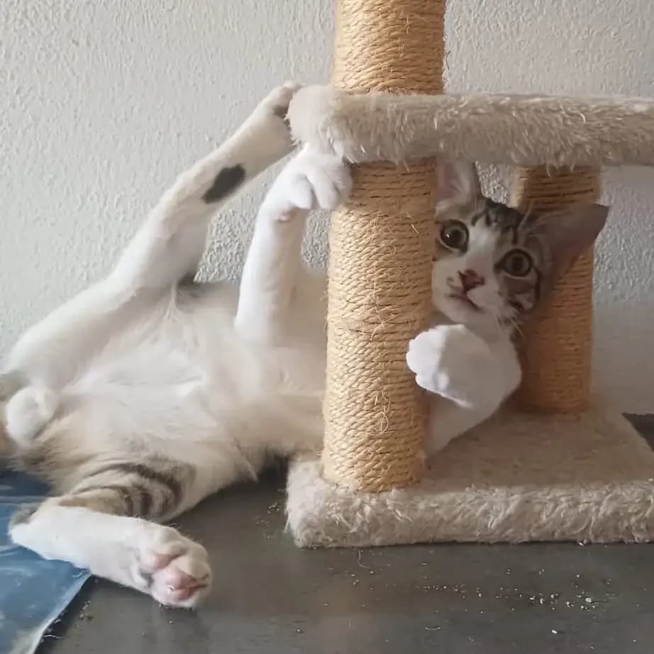 Morty, gatito, male puppy European Shorthair for adoption at Amara