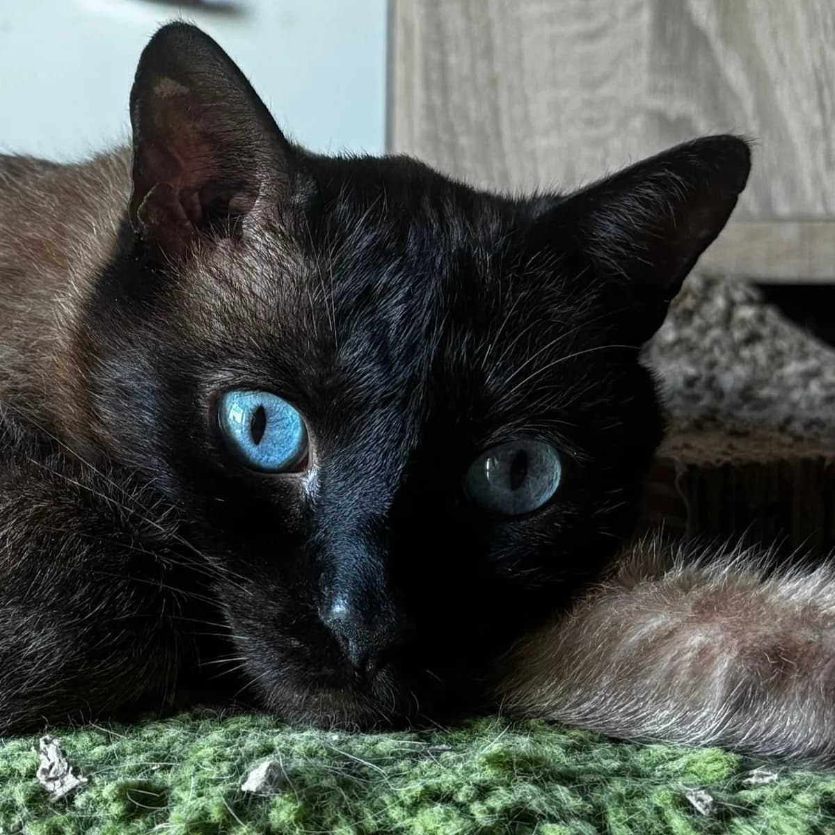 CariΓ±oso, male mixed breed for adoption at Amara