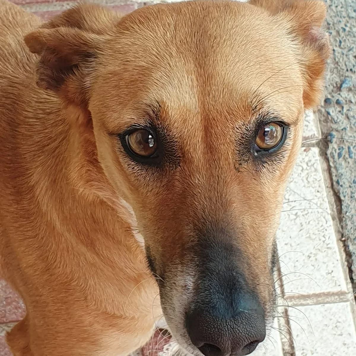 Perra, female Mixed Breed for adoption at Amara