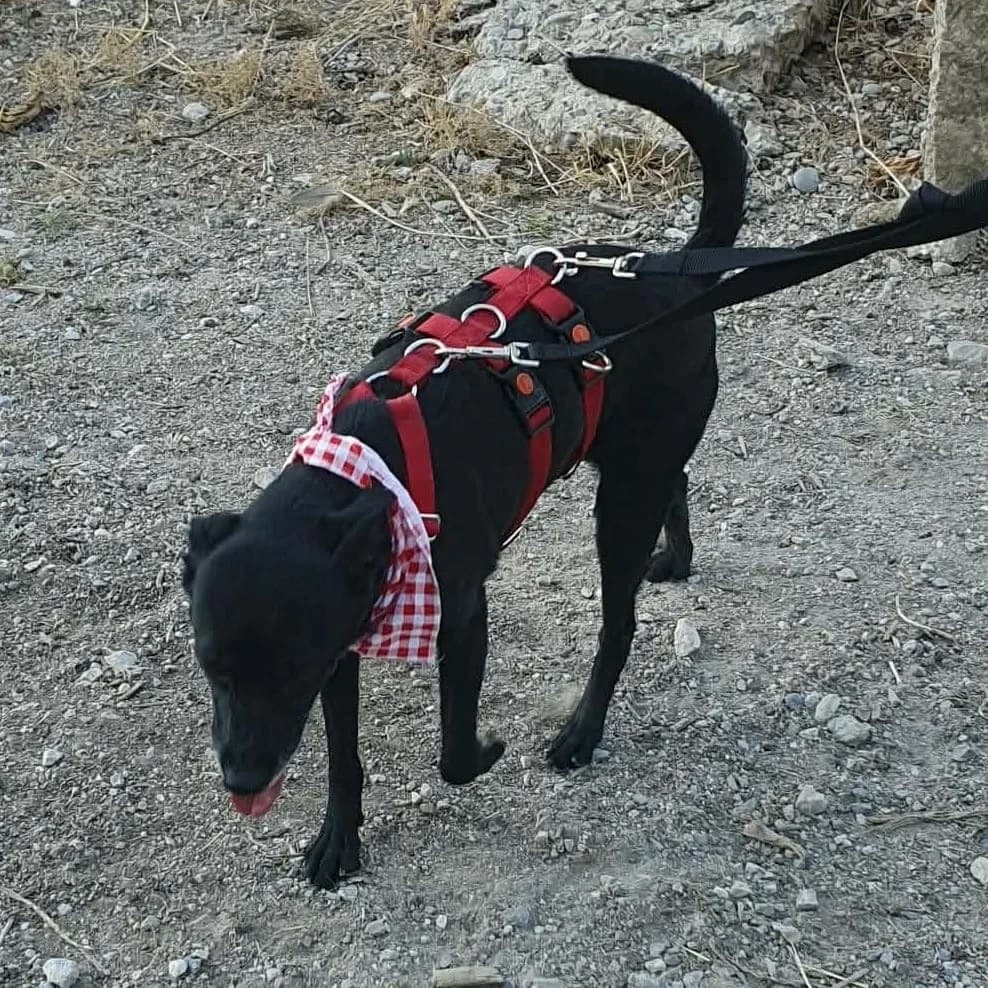 Es, female Mixed Breed for adoption at Amara