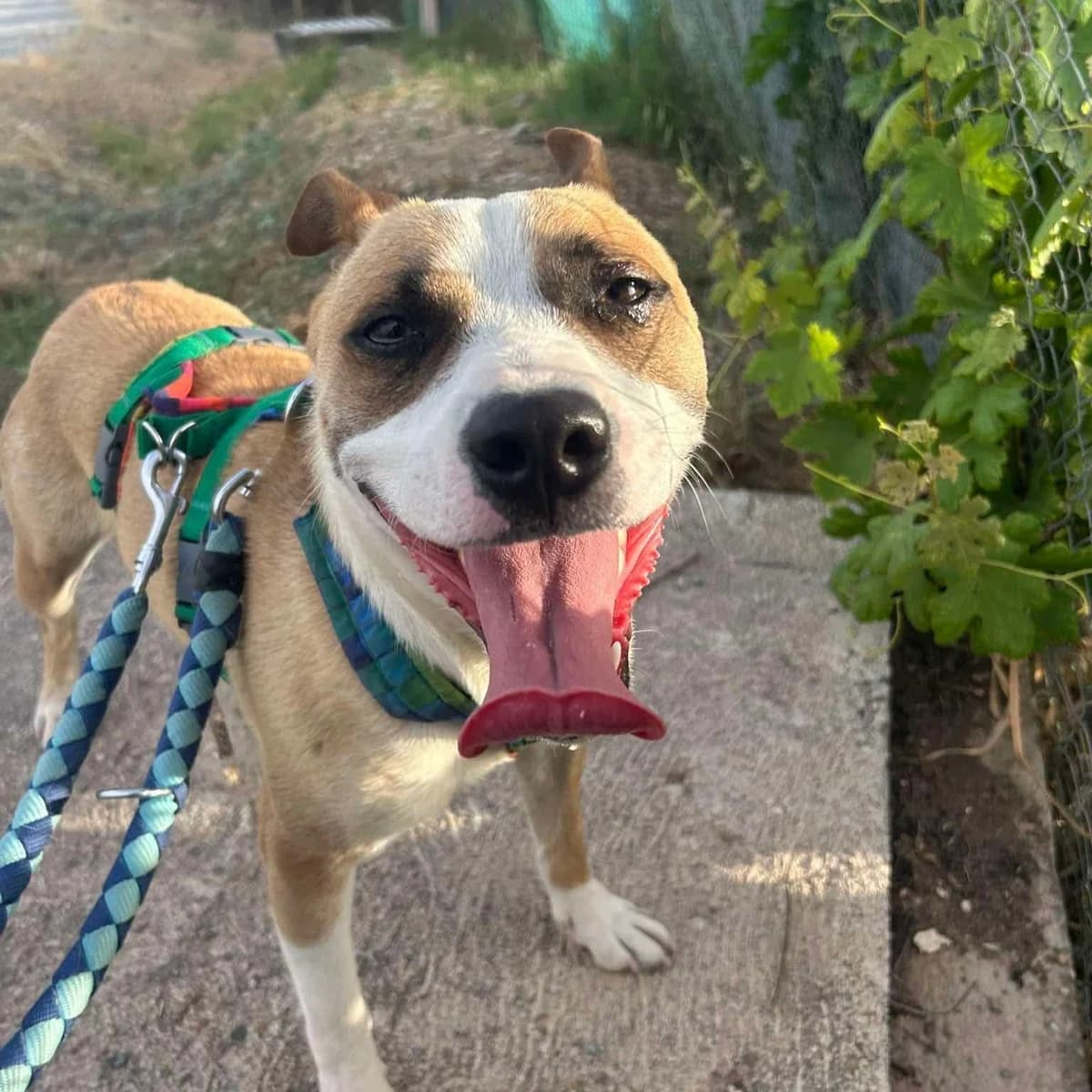 Cariñoso, male Mixed Breed for adoption at Amara