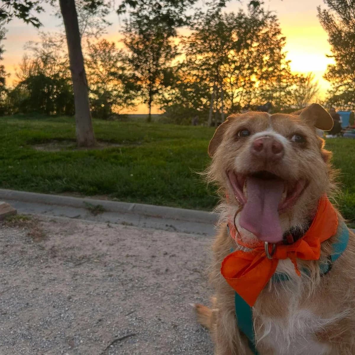 Perico, male Mixed Breed for adoption at Amara
