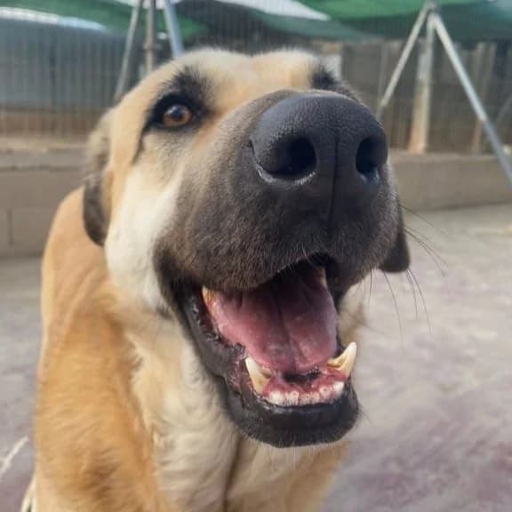 Amara, female mixed breed for adoption at Amara