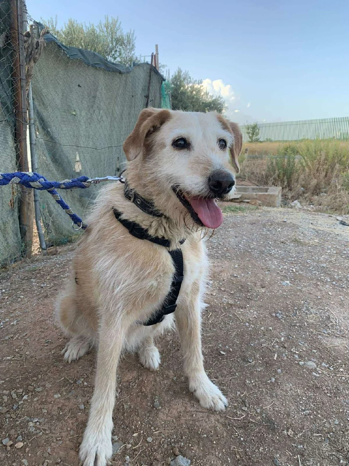 Kira, una, female Mixed Breed for adoption at Amara
