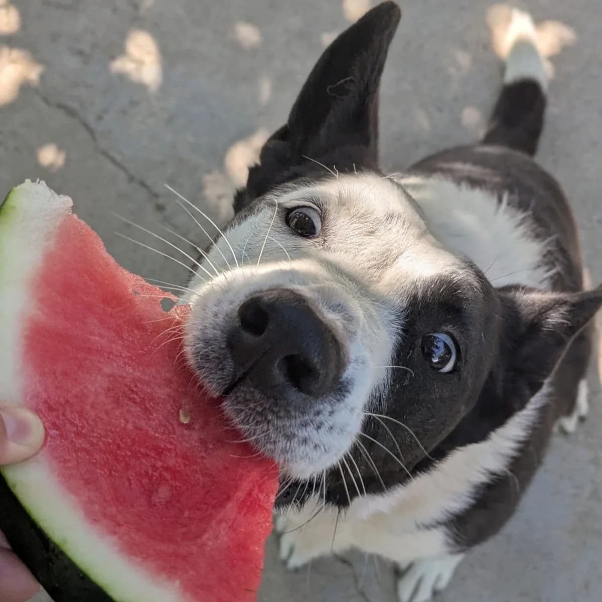 Gus, male 7yo Mixed Breed for adoption at Amara