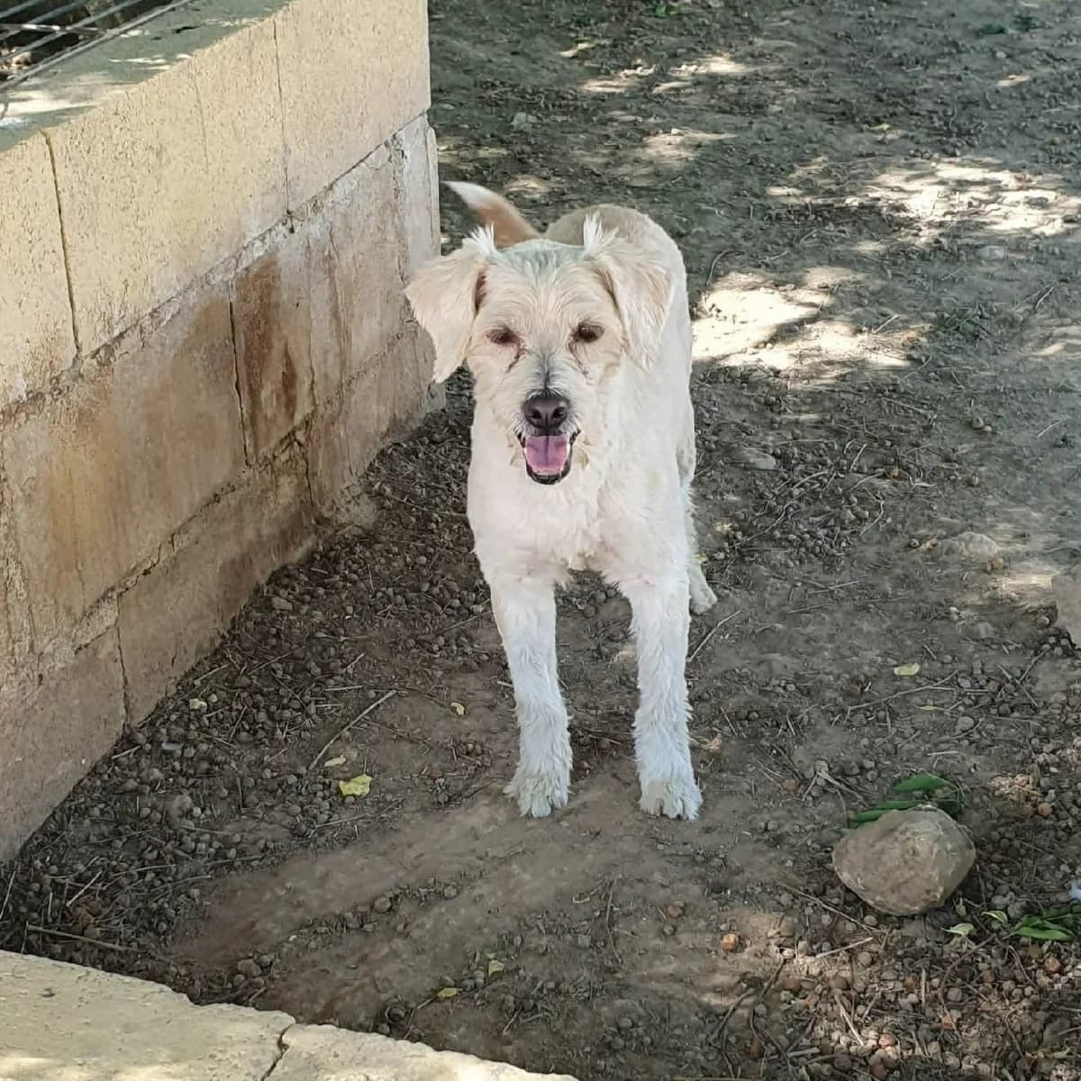 Es, male Mixed Breed for adoption at Amara