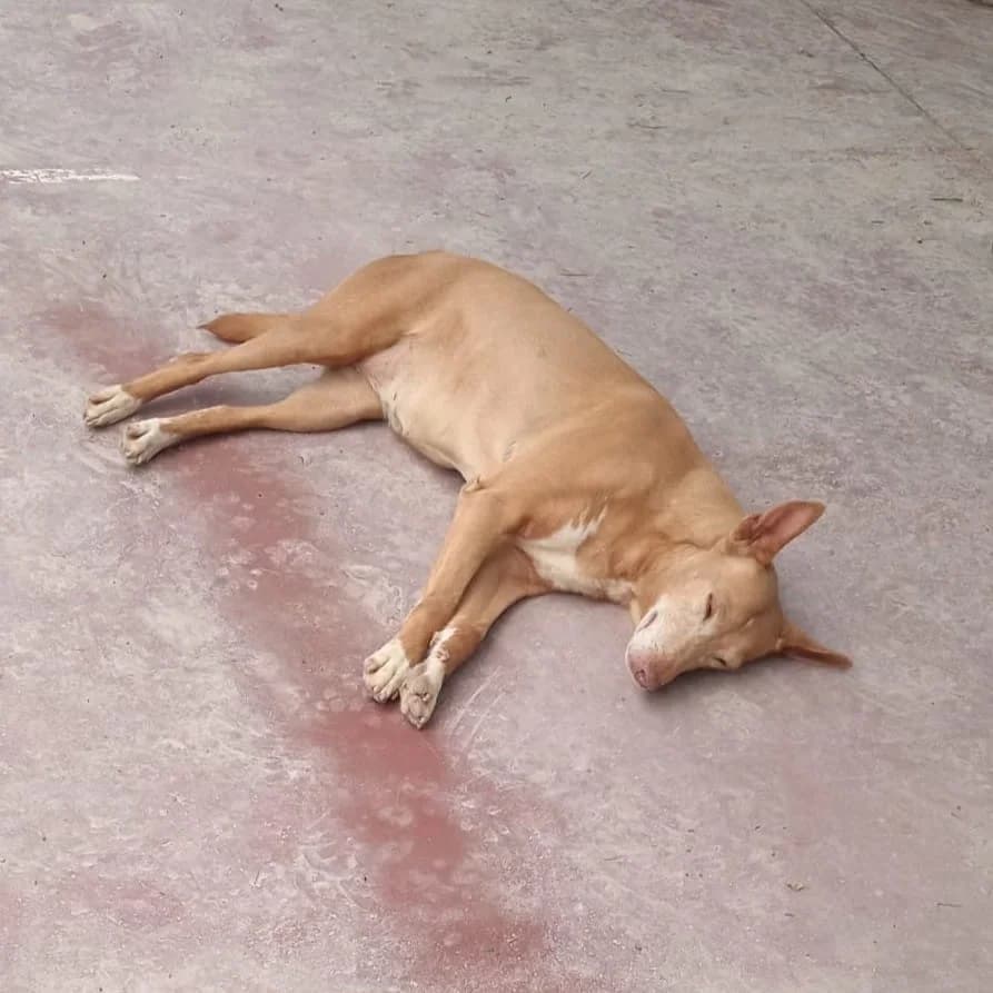 Sierra podenco tranquila y sensible, Podenco for adoption at Amara