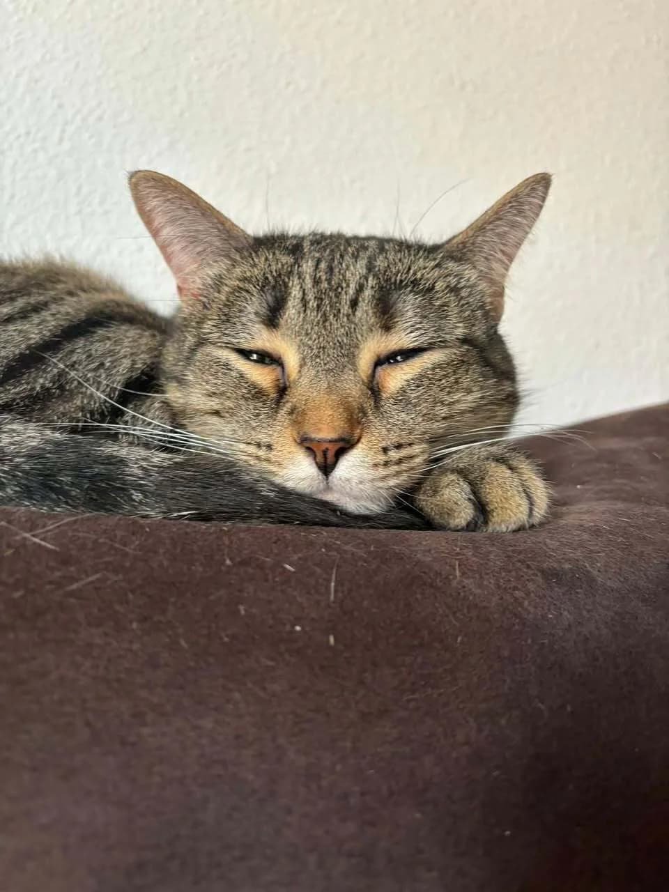 Ray, una, female European Shorthair for adoption at Amara