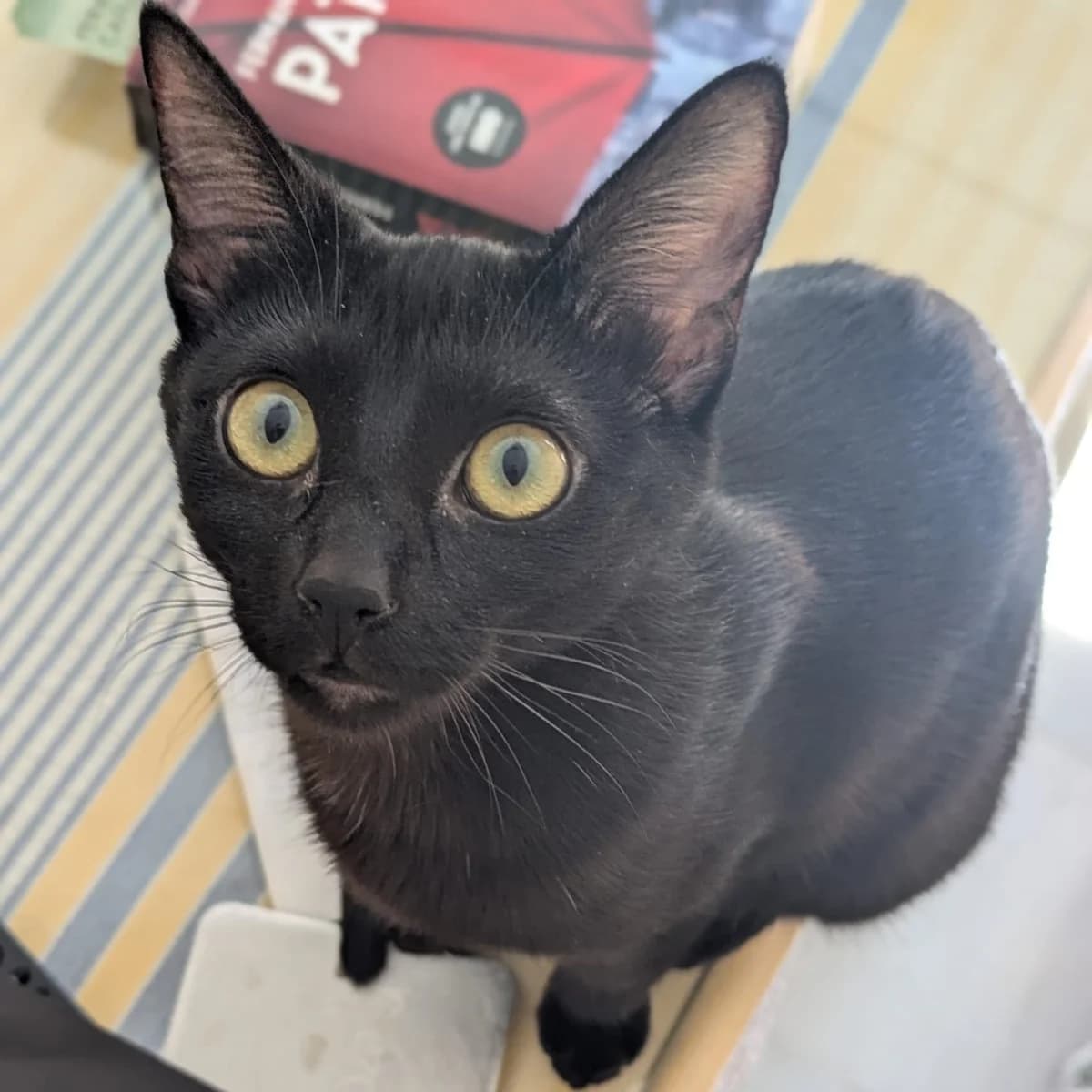 Sade, female European Shorthair for adoption at Amara
