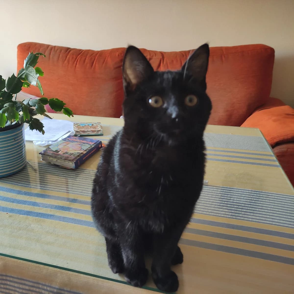 Sade, female European Shorthair for adoption at Amara