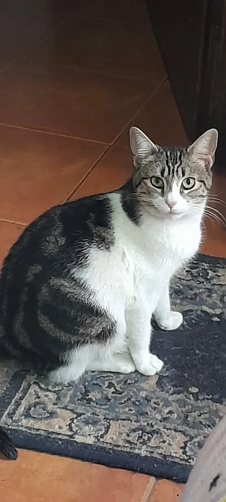 Saika, female Mixed Breed for adoption at Amara