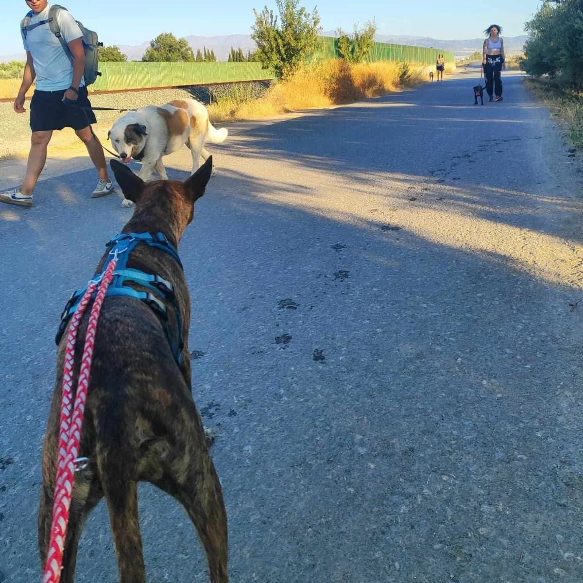 Joven, female Mixed Breed for adoption at Amara