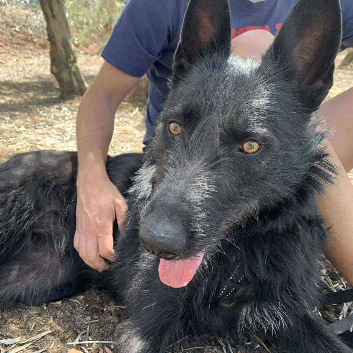 Tizón, male Mixed Breed for adoption at Amara