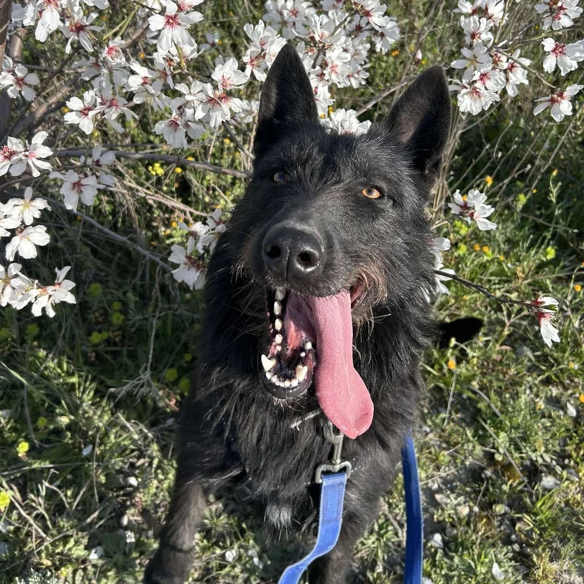 Tizón, un, male Mixed Breed for adoption at Amara