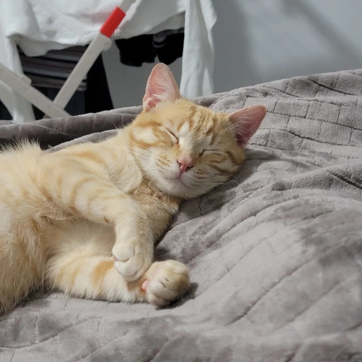 Toby, male European Shorthair for adoption at Amara